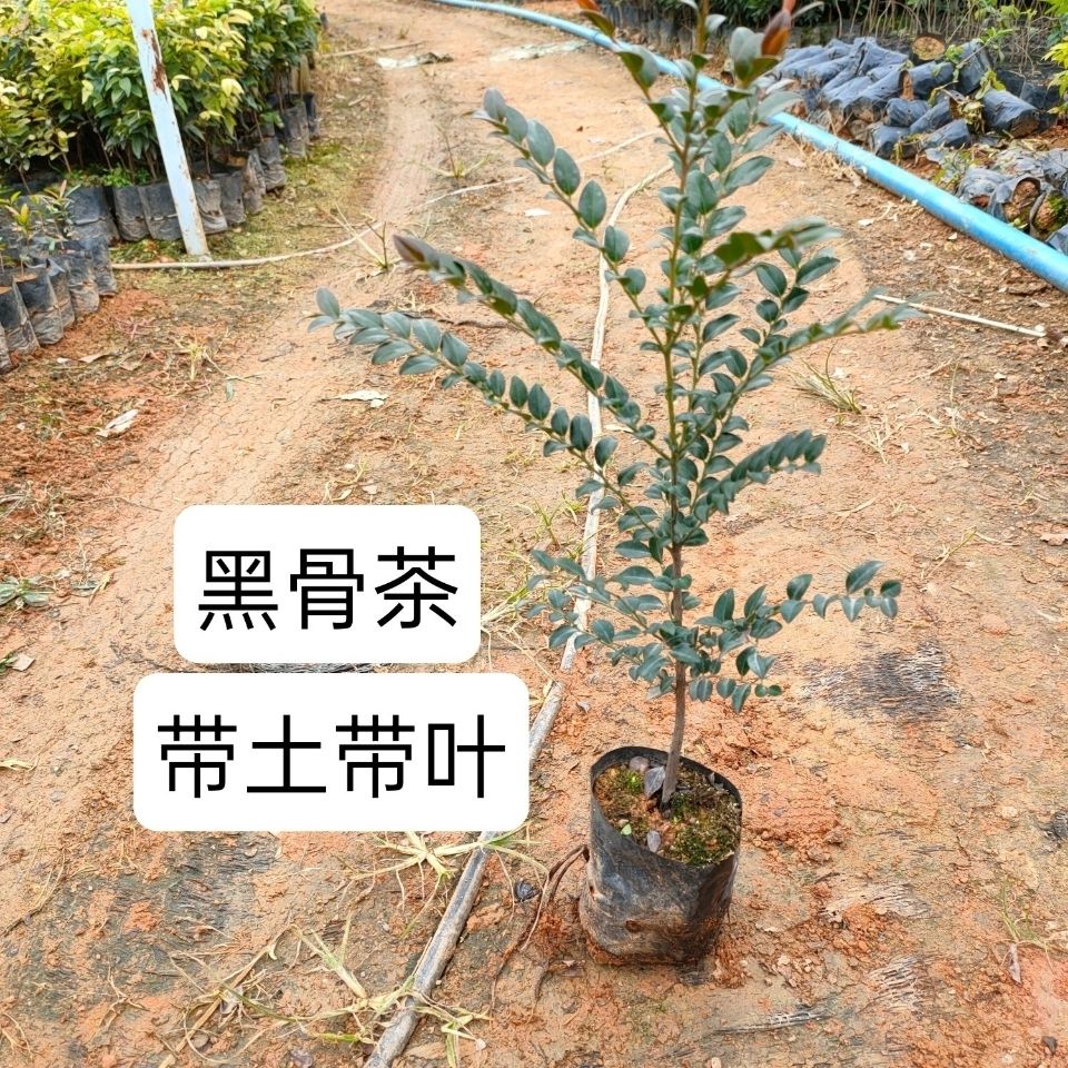 广州正黑骨茶树苗小叶紫檀盆栽盆景室外内四季常青耐寒植物