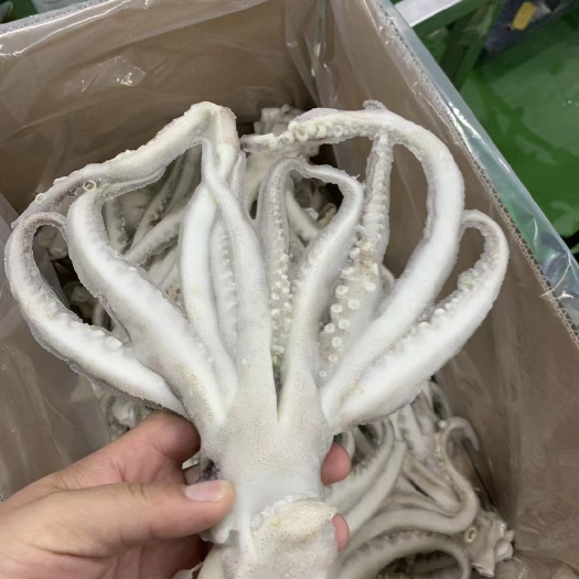 单冻鱿鱼头