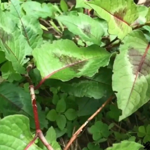 郁南县火炭母草