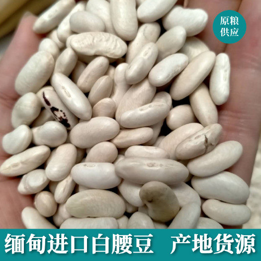 长沙缅甸腰豆 红腰豆 白腰豆 新货初级农产品 产地原粮供应批发