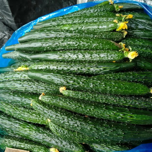 夏邑县刺黄瓜  河南万亩温室大棚黄瓜基地 干花密刺 黑条清瓤