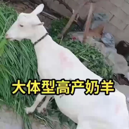 郓城县奶山羊，撒能奶山羊怀孕的包邮