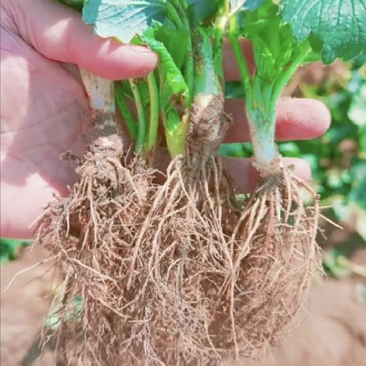 石门县草莓苗，多个品种，