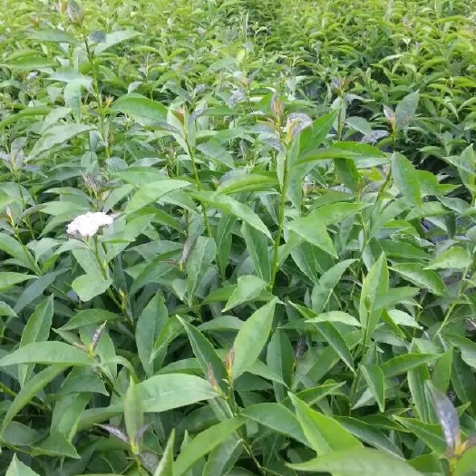 都江堰市鸳鸯茉莉