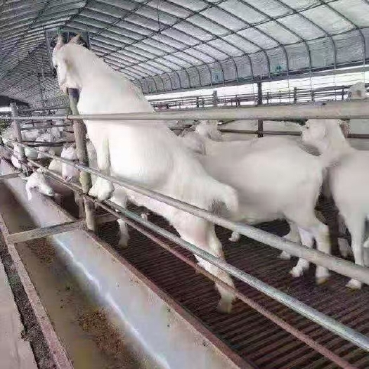 睢宁县厂家直销大棚骨架，种植棚，养殖棚，连栋大棚，玻璃温室阳光棚