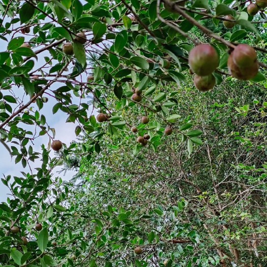 百色纯正山茶油，产自广西大石山区。