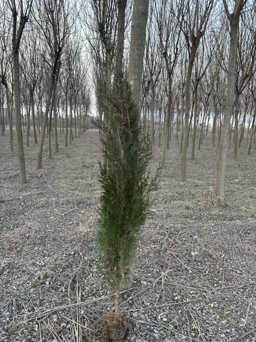 1.5米杯苗侧柏