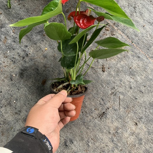 佛山红掌绿植盆栽绿萝