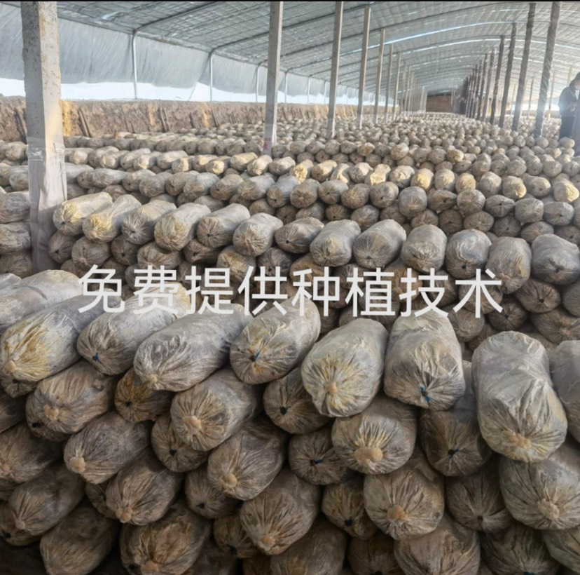 灵芝菌包，灵芝菌种，灵芝菌棒