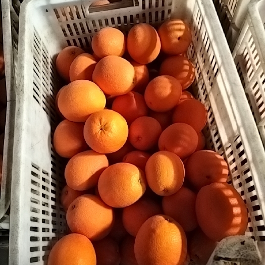 松滋市纽荷尔（长红圆红）橙子