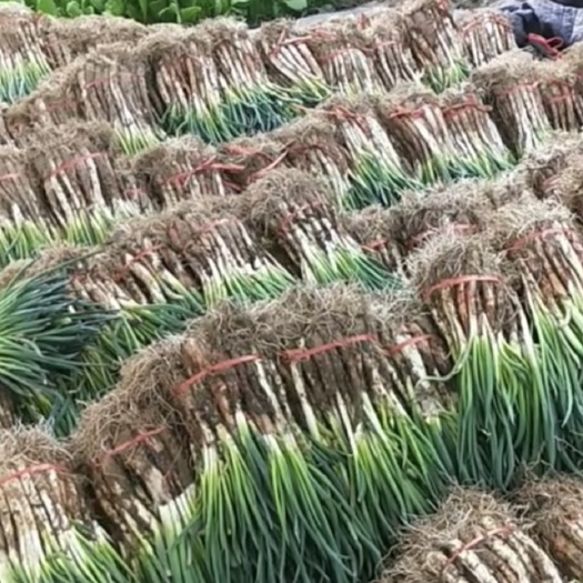 大通县羊角葱     红葱   根大   精品葱
