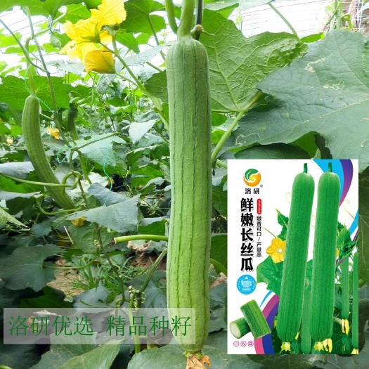 早熟丝瓜种子肉质细嫩鲜嫩可口果肉绿白色连继结瓜性好包邮