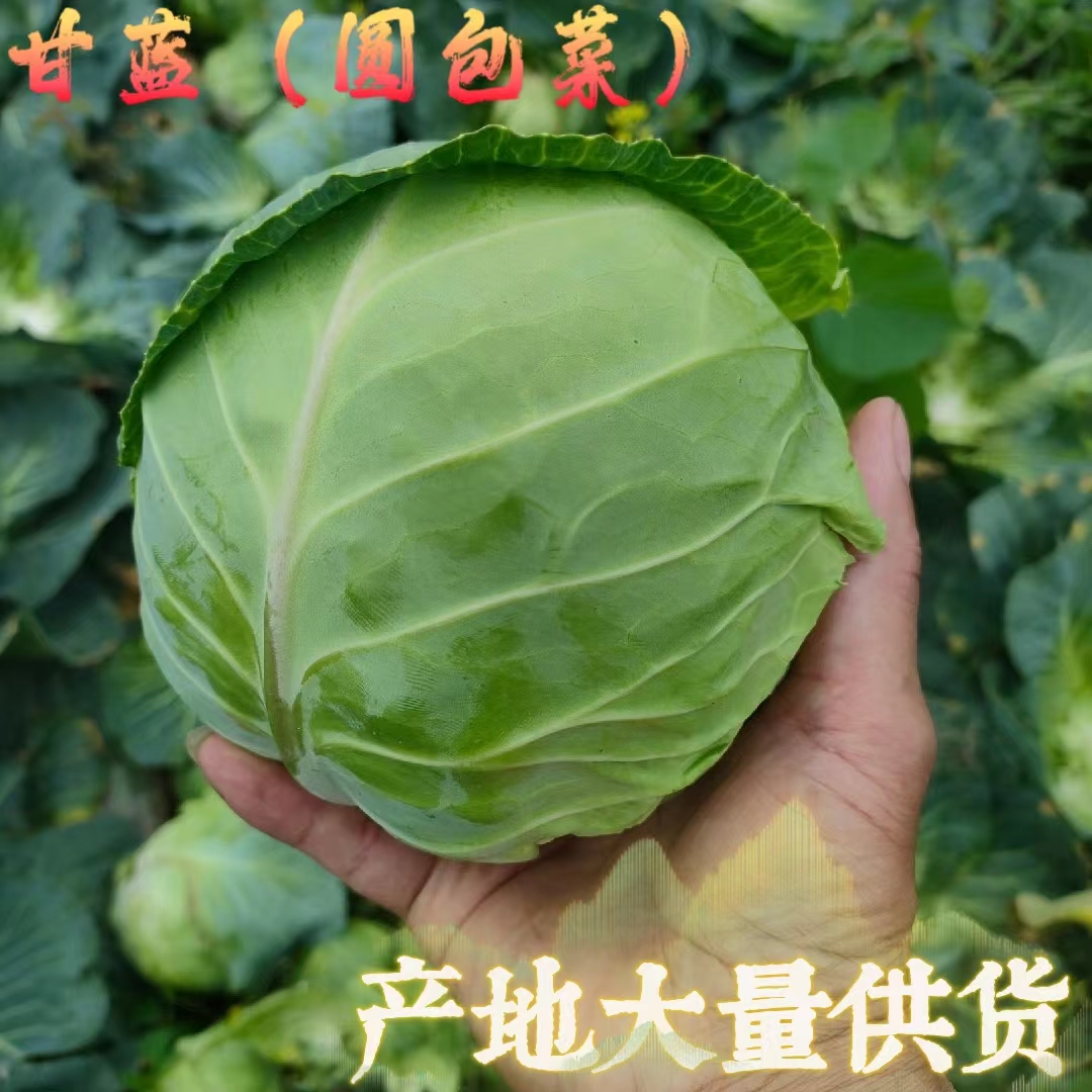 甘蓝(圆包菜)