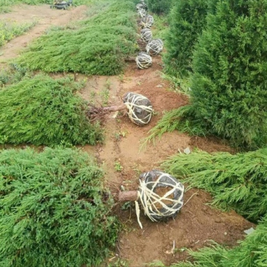 永州1.8-2.0塔柏（蜀桧）大量出售，需要的联系我，量大从优！