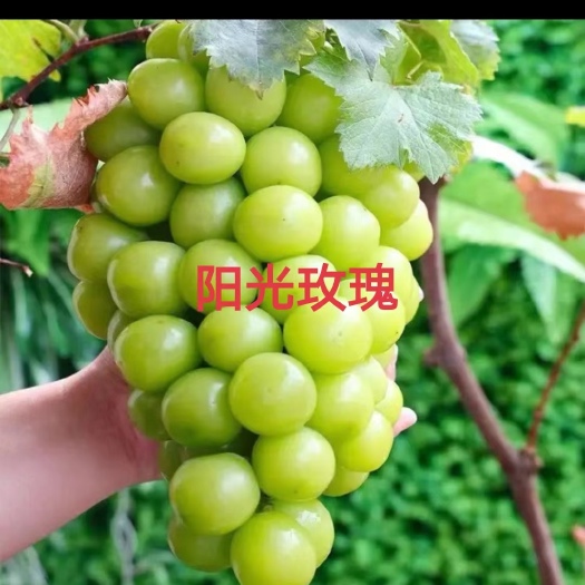 兴城市阳光玫瑰葡萄苗嫁接苗，苗圃自育