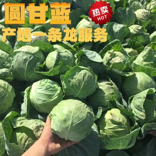 当阳市圆包菜新鲜直达湖北宜昌产地直发