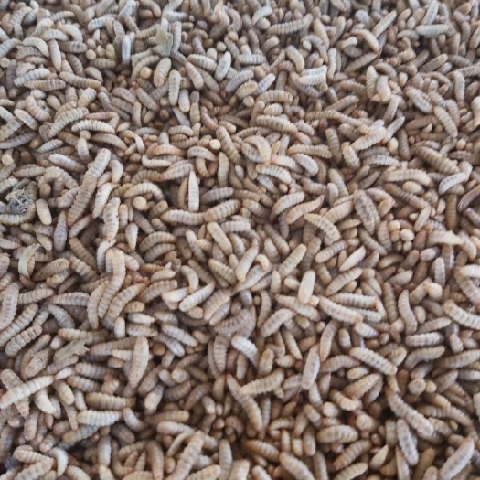 吴川市黑水虻虫子
