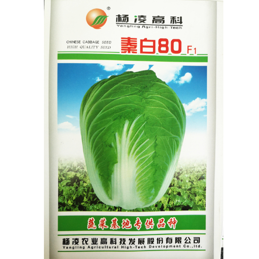 咸阳大白菜秦白80蔬菜杨凌10g装白心白菜种子