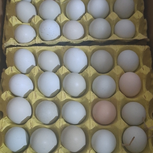 京山市散养土鸡蛋。