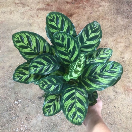 聊城室内绿植盆栽孔雀竹芋水培植物花卉办公桌盆景吸甲醛净化空气