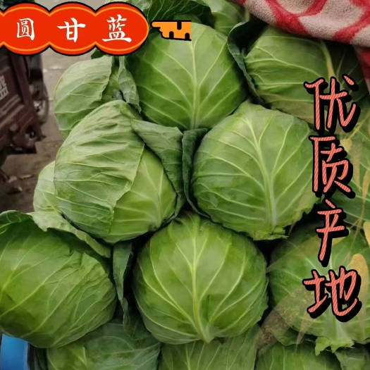 当阳市湖北圆包菜甘蓝颜色绿新鲜直供整车发货