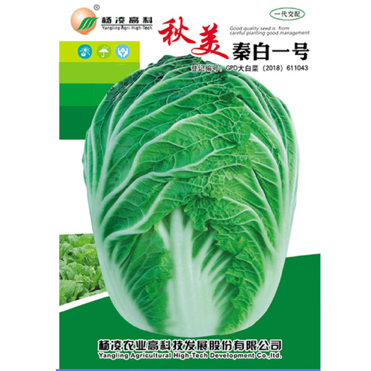 咸阳杨凌高科秦白1号蔬菜种子秦白一号大白菜10g装黄心白菜