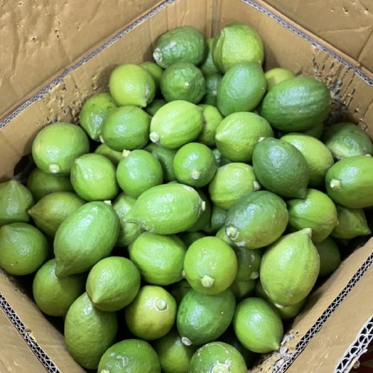 广州广东香水柠檬