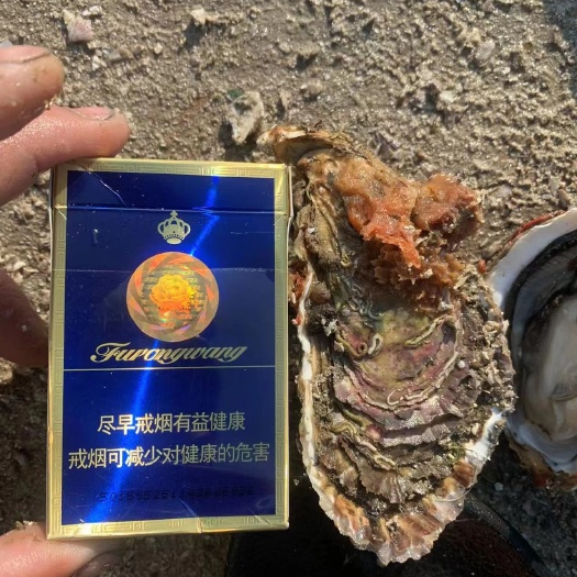 诏安县福建本地生蚝