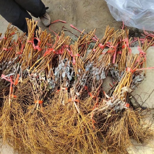 昌黎县阳光玫瑰葡萄苗产地批发    纯度质量有保证