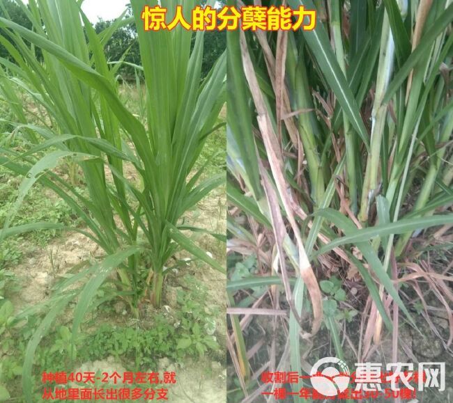 新型高产（5号）【巨菌草】一年多生，四季常青，亩产可达30吨