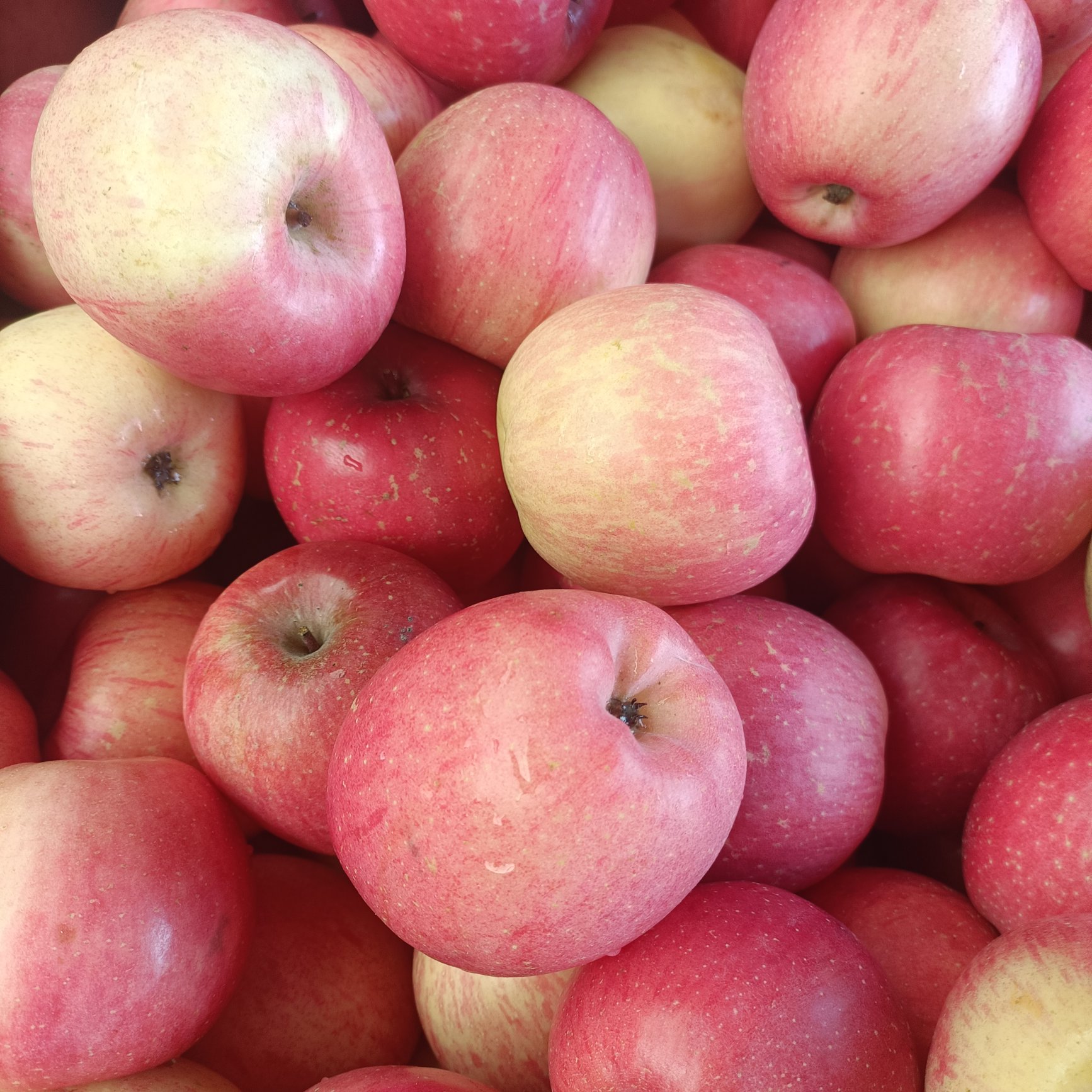 无棣县山东红富士苹果大量现货供应，价格美丽，质量