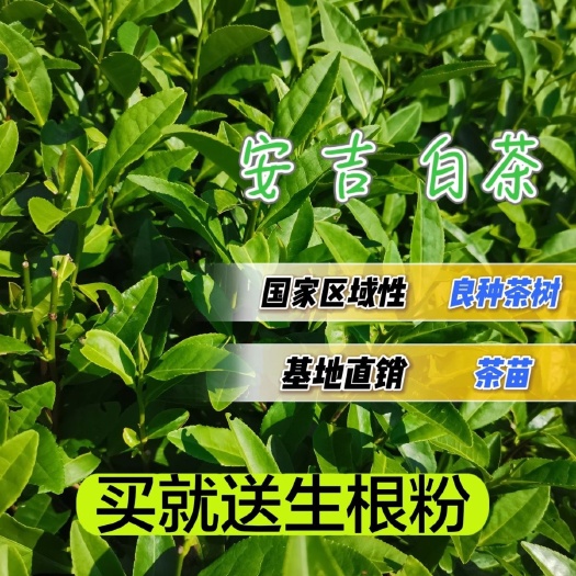 福安市安吉白茶 茶苗培育基地国家良种茶树苗优质正区域性直销