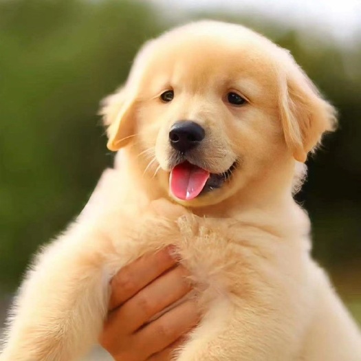 济南出售纯种金毛犬幼犬活体狗狗导盲犬金毛巡回猎犬家养大头幼犬金毛
