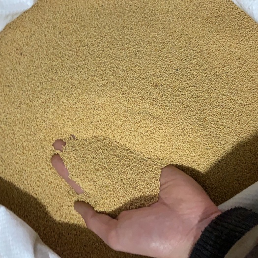 长沙白芥子药用无硫