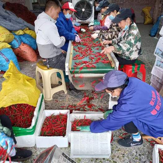 博白县广西鲜之源农产品合作社优质产地大量供应优质小米椒