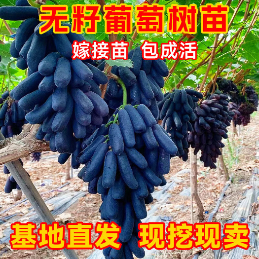 梧州葡萄树苗无籽巨峰南北方种植阳台庭院盆栽爬藤阳光玫瑰嫁接葡萄苗