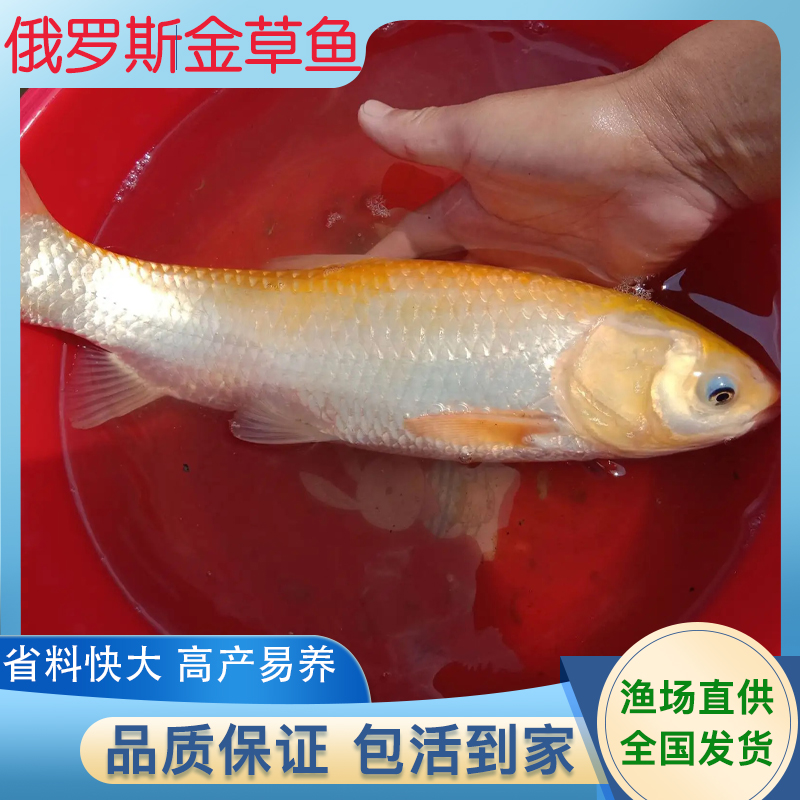 珠海鱼场直销俄罗斯金丝鲩鱼苗供应良种金草鱼苗