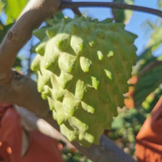昆明云南凤梨释迦果一件代发，线下批发