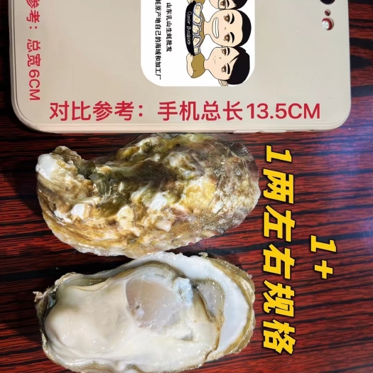 深圳1+精品乳山生蚝