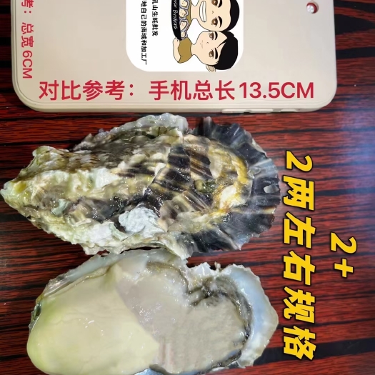 深圳2+精品乳山蚝