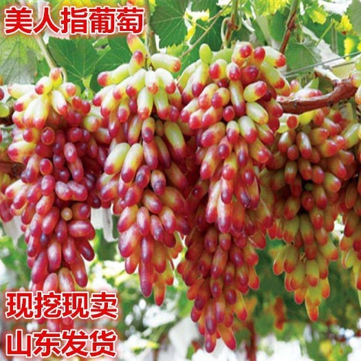 临沭县特大阳光玫瑰葡萄树苖无核巨峰盆栽南北方种植地栽耐寒爬藤树果苗