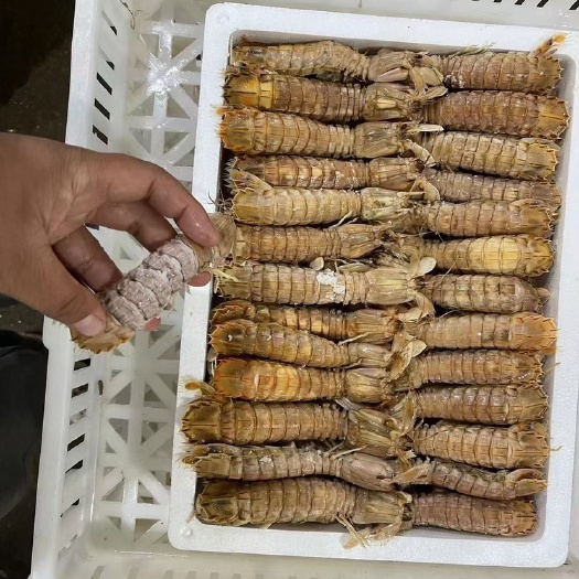 连云港皮皮虾拉走发财