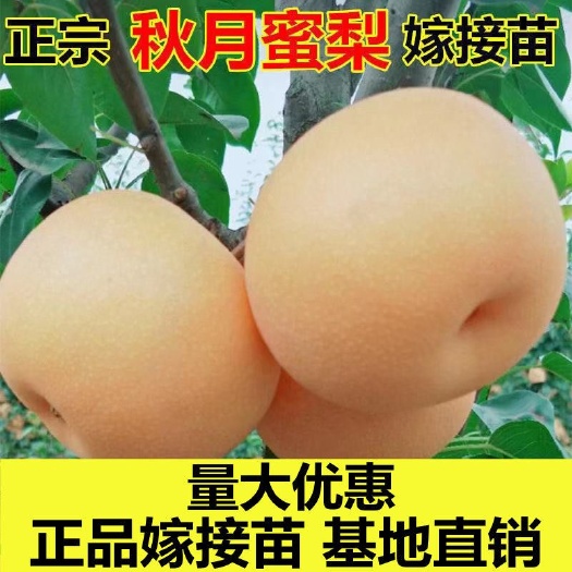 云和县果树苗盆栽梨树苗嫁接梨树室内矮化梨树地栽当年结果南方北方种植