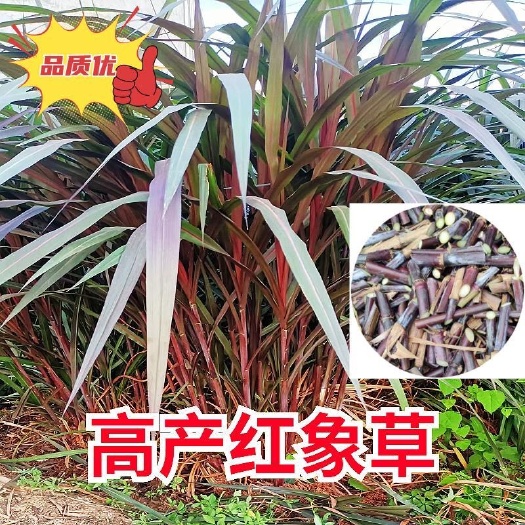 罗甸县【红象草】巴西紫色红象草种节牧草种节青草饲料多年生四季收割
