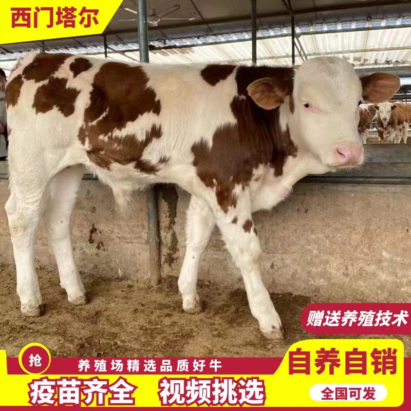 郓城县西门塔尔牛犊 买十送一 高品质牛犊批发 基地直销 免费送货
