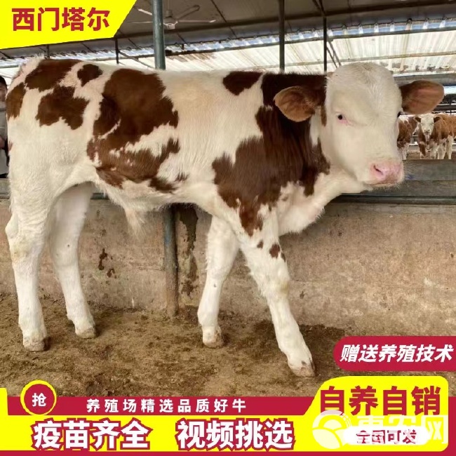 西门塔尔牛犊 买十送一 高品质牛犊批发 基地直销 免费送货