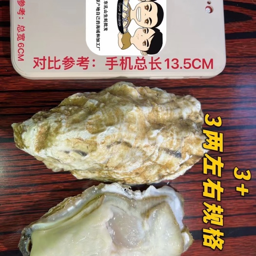深圳3+精品乳山生蚝