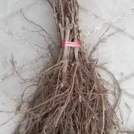 兴城市贝达葡萄苗木  当年贝达