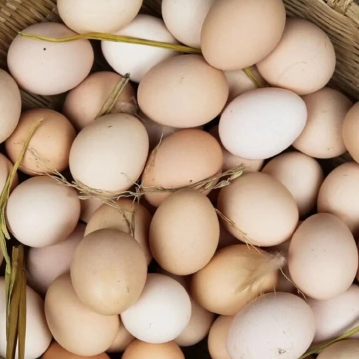 新沂市大量批发新鲜虫草蛋土鸡蛋草鸡蛋笨鸡蛋散养鸡蛋双色到位量大价优