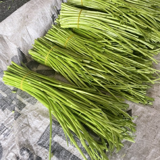 泗阳县江苏宿迁芦蒿藜蒿泥蒿批发去叶去根